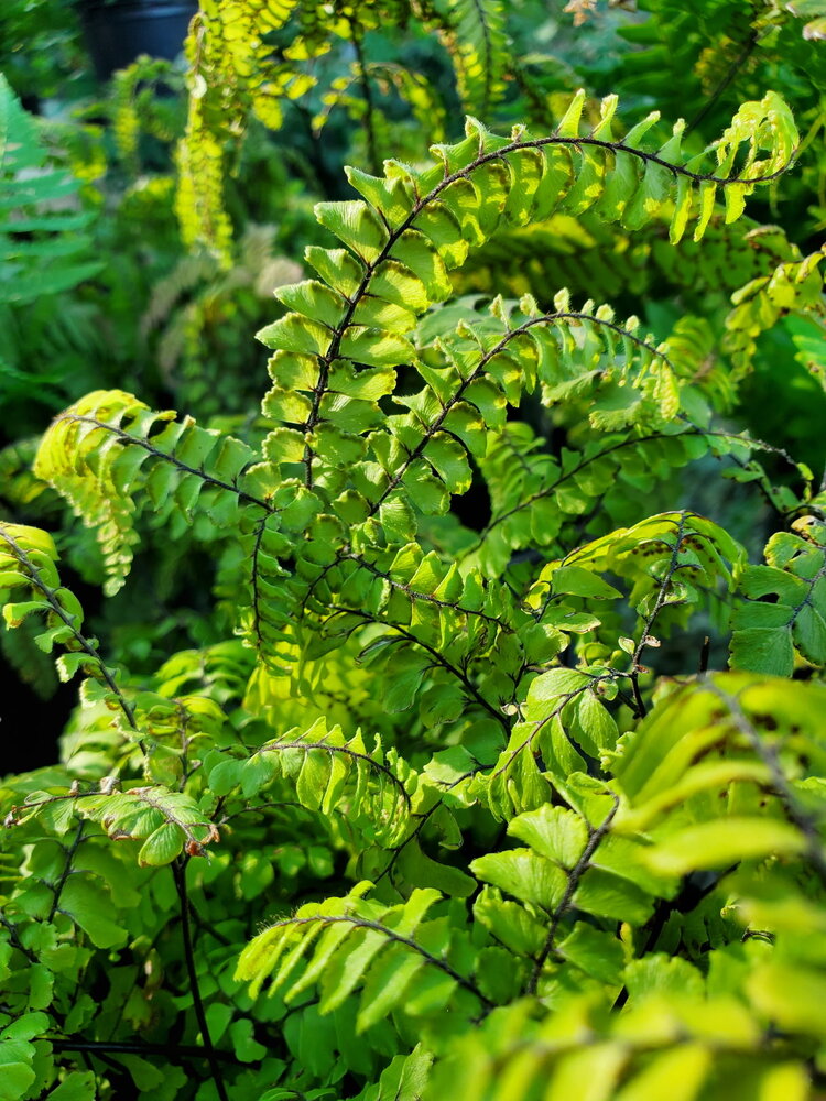 Fern Adiantum hispidulum  CalNative 1 gal