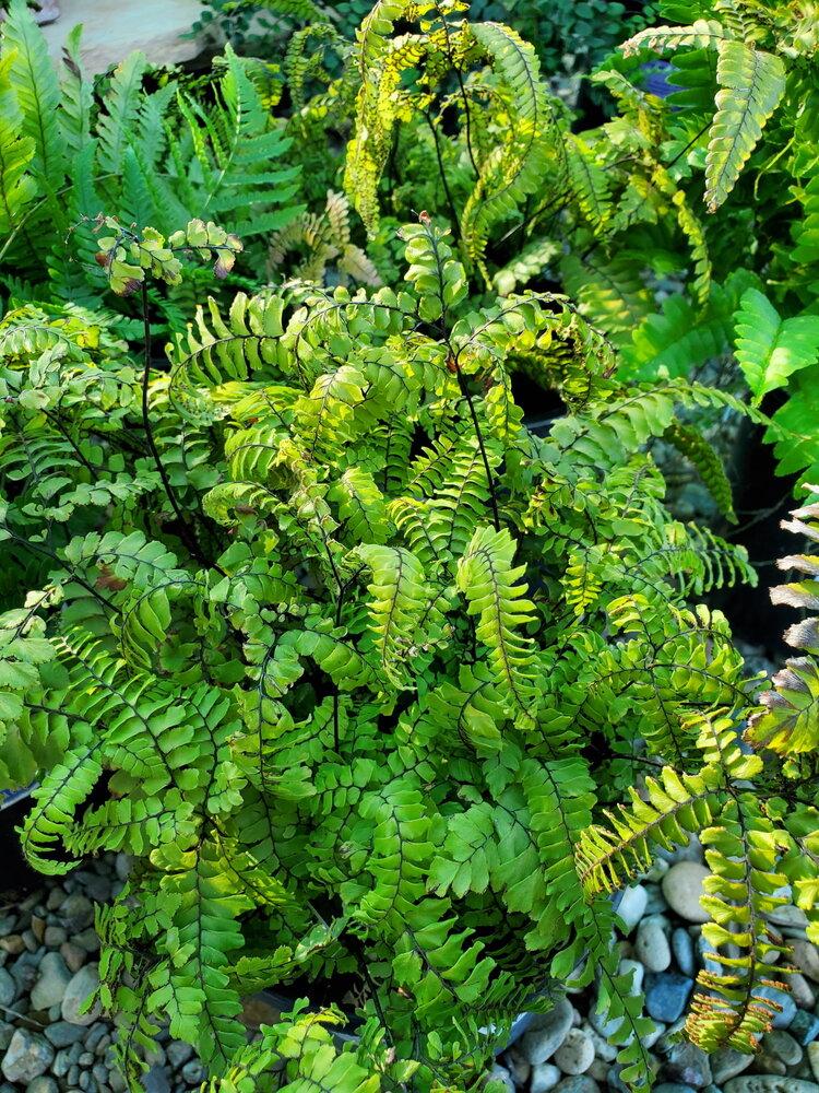 Fern Adiantum hispidulum  CalNative 1 gal
