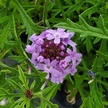 Verbena lilacina 'De La Mina' CalNative 4"