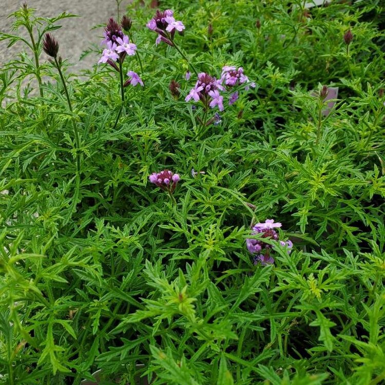 Verbena lilacina 'De La Mina' CalNative 4"