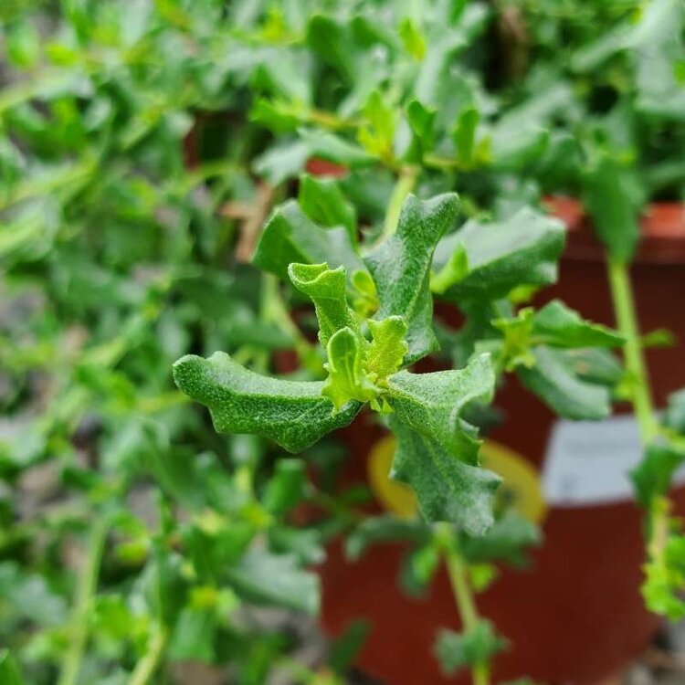 Baccharis pilularis 'Twin Peaks #2' 1 gal CalNative