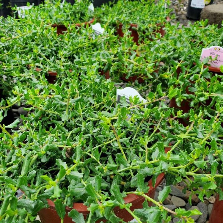 Baccharis pilularis 'Twin Peaks #2' 1 gal CalNative