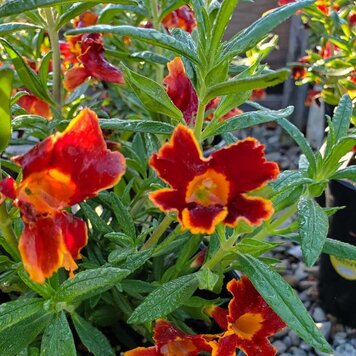 Mimulus 'Jelly Bean Fiesta Marigold' CalNative 1 gal