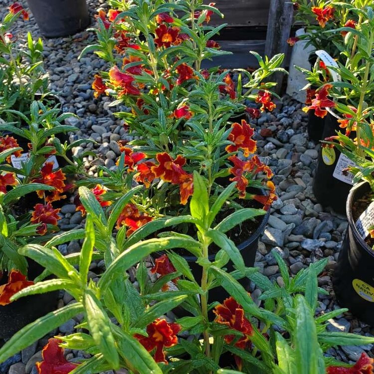 Mimulus 'Jelly Bean Fiesta Marigold' CalNative 1 gal