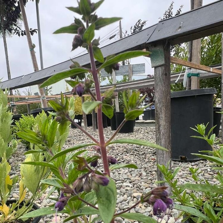 Trichostema 'Midnight Magic' CalNative