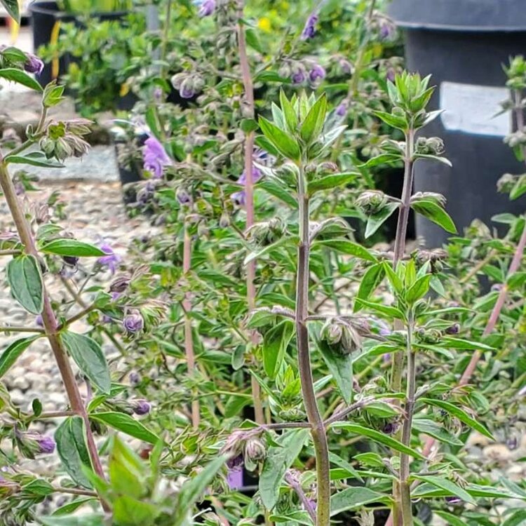 Trichostema 'Midnight Magic' CalNative