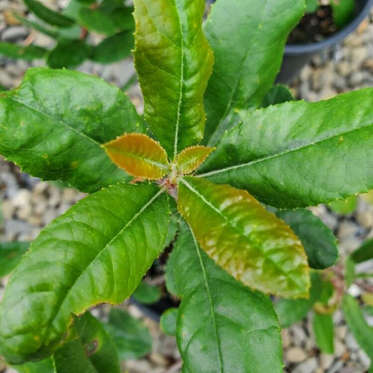 Heteromeles arbutifolia Toyon CalNative 1 gal