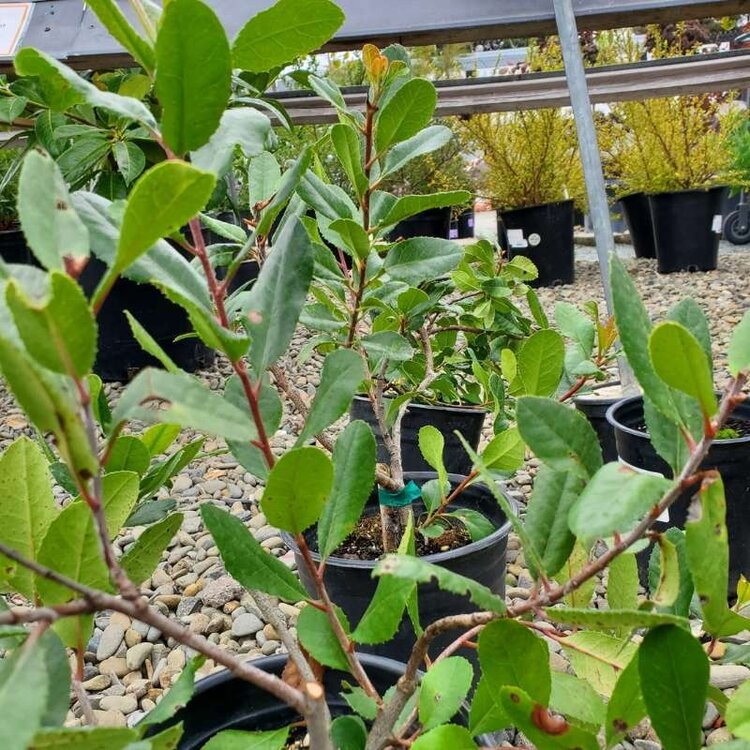 Heteromeles arbutifolia Toyon CalNative 1 gal