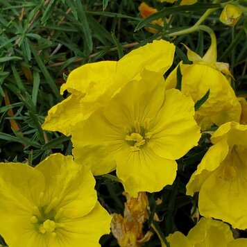 Calylophus hart. 'Texas Gold' 1 gal