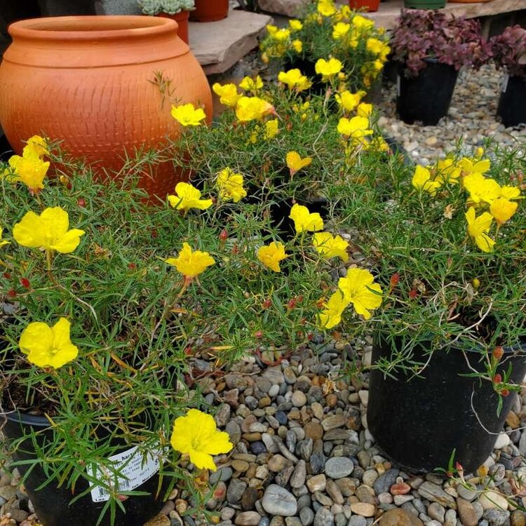 Calylophus hart. 'Texas Gold' 1 gal