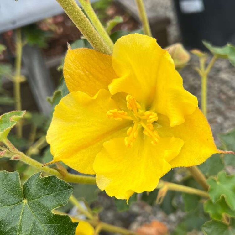 Fremontodendron 'San Gabriel' CalNative 5 gal