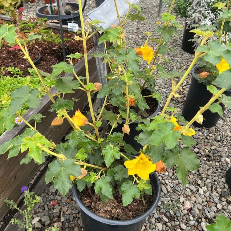 Fremontodendron 'San Gabriel' CalNative 5 gal