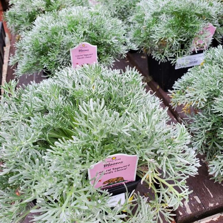 Artemisia 'David's Choice'  CalNative