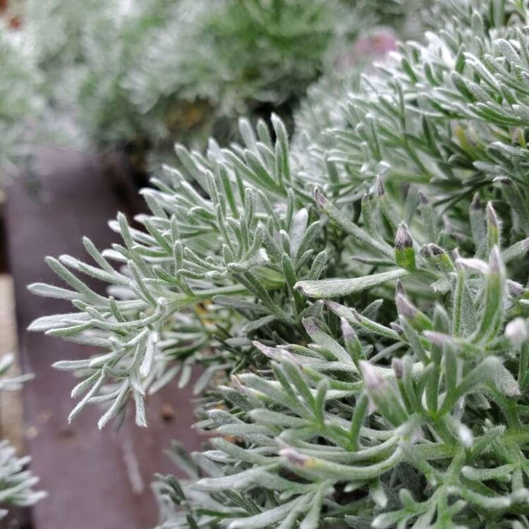 Artemisia 'David's Choice'  CalNative