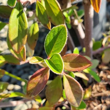 Cotoneaster 'Parneyi' 1 gal Calnative