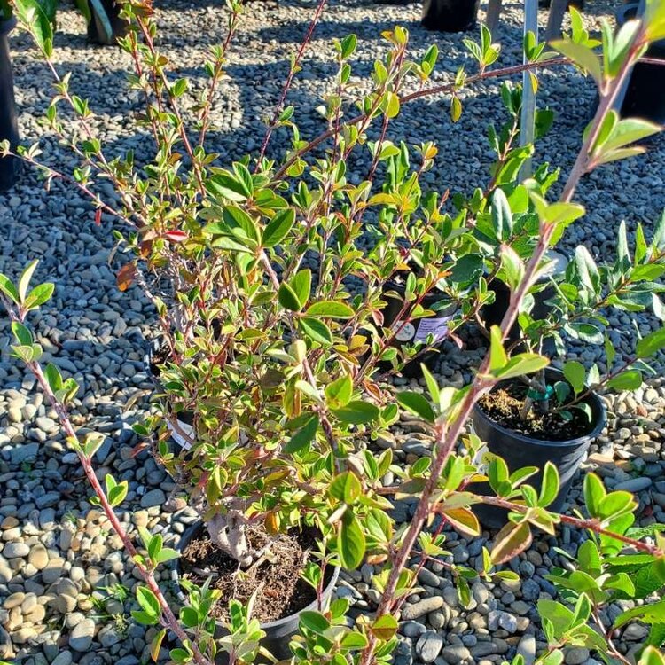 Cotoneaster 'Parneyi' 1 gal Calnative