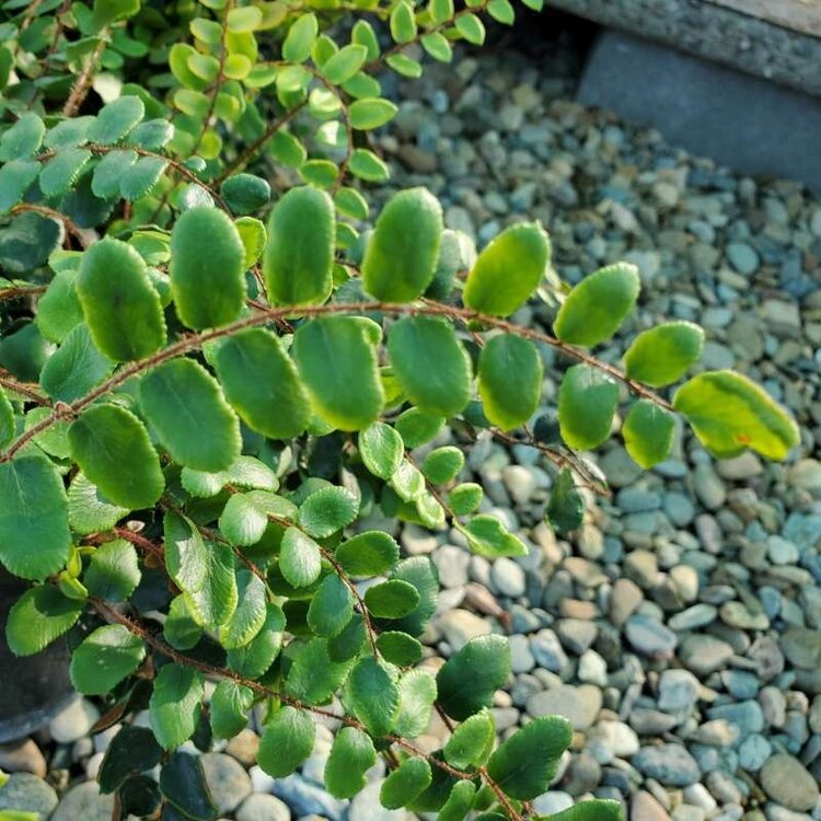 Fern Pellaea rotundifolia CalNative 1 gal