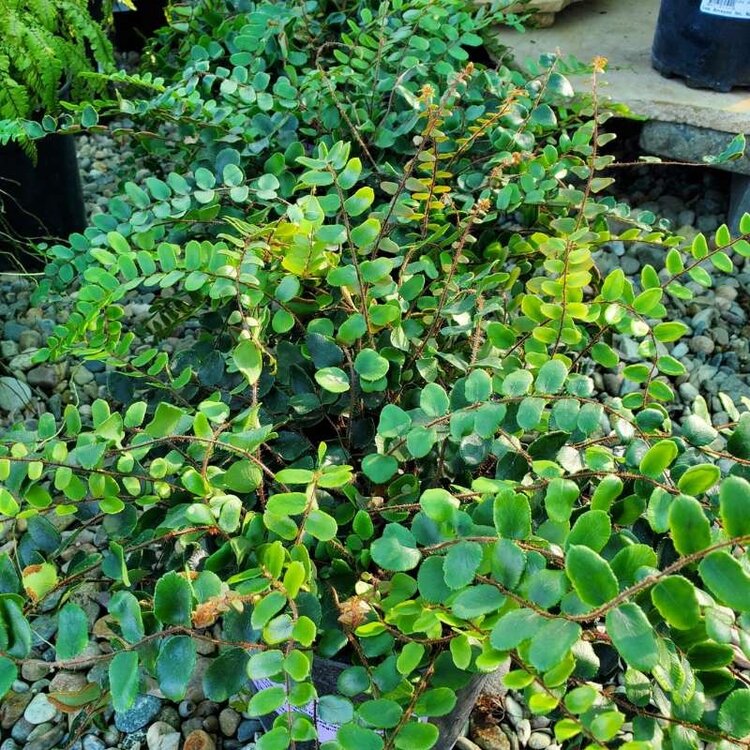 Fern Pellaea rotundifolia CalNative 1 gal