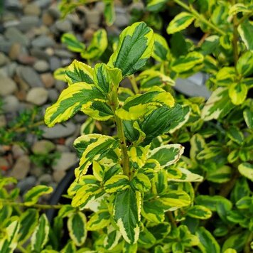 Ceanothus thyrs. 'El Dorado' 1 gal CalNative