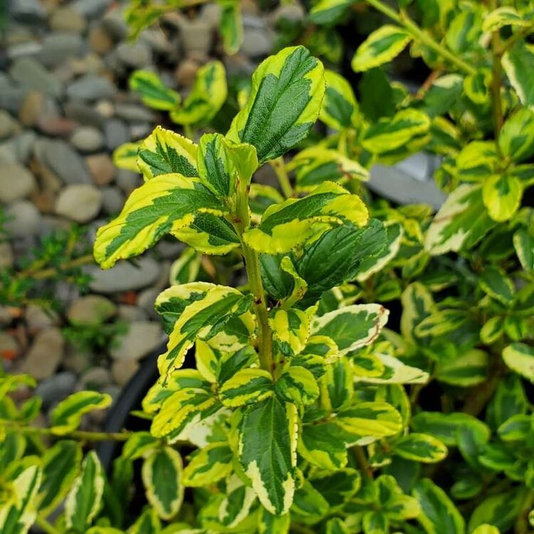 Ceanothus thyrs. 'El Dorado' 1 gal CalNative