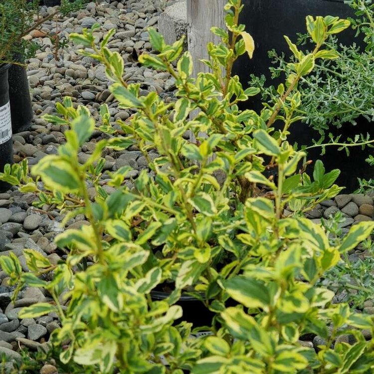 Ceanothus thyrs. 'El Dorado' 1 gal CalNative