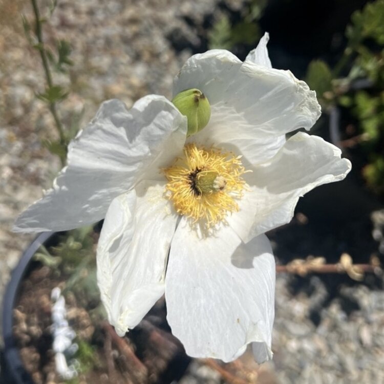 Romneya coulteri Matilija Poppy CalNative