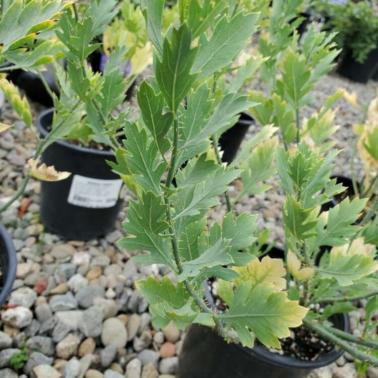 Romneya coulteri Matilija Poppy CalNative