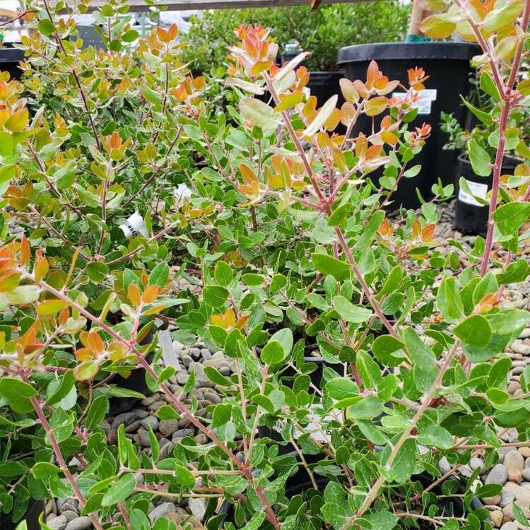 Arctostaphylos 'Sunset' (Manzanita)