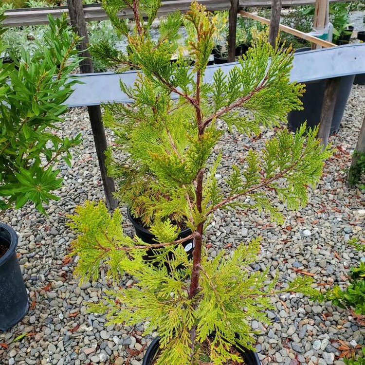 Calocedrus decurrens CalNative 5gal