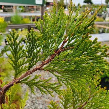 Calocedrus decurrens CalNative5gal