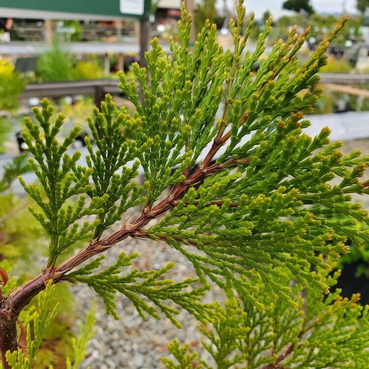 Calocedrus decurrens CalNative 5gal