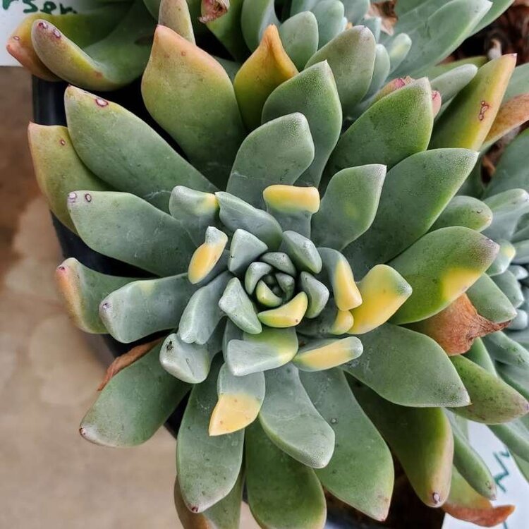 Dudleya 'Monterey Bay Nursery Hybrid'