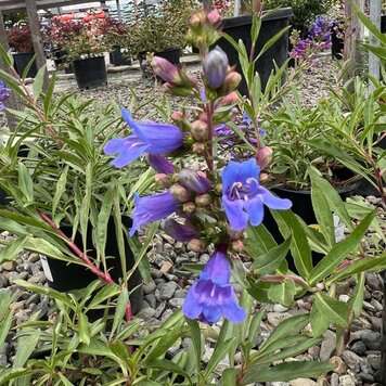 Penstemon 'Catherine de la Mare'