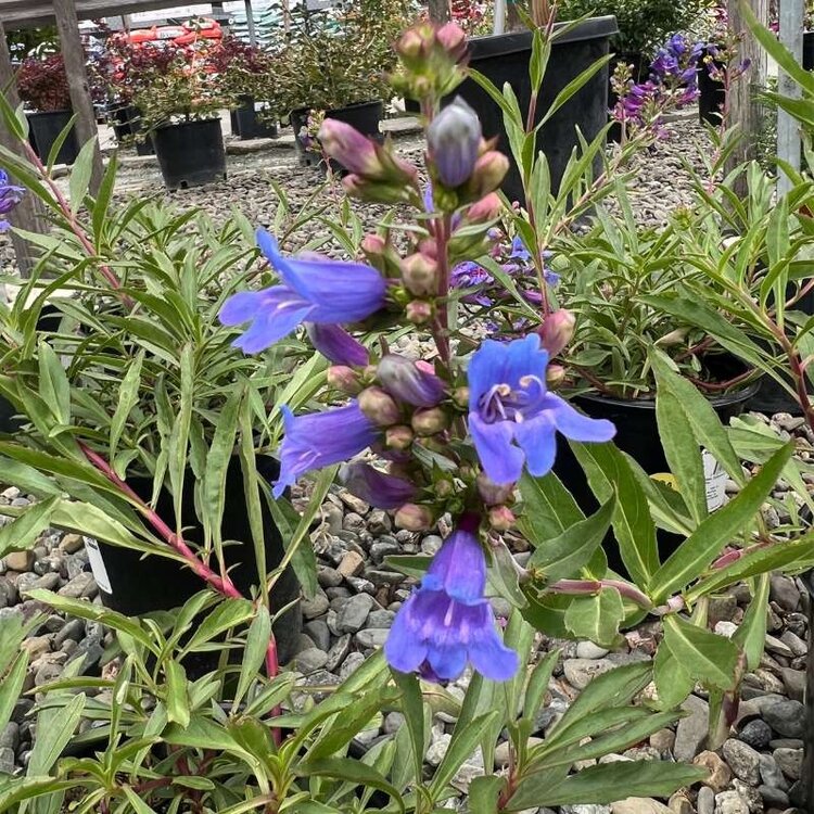 Penstemon 'Catherine de la Mare'
