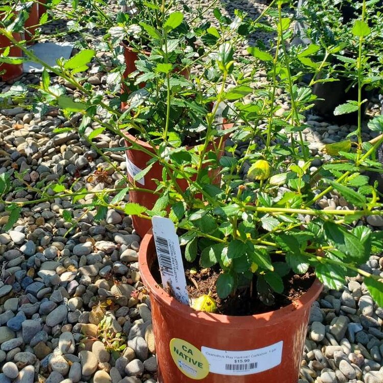 Ceanothus 'Ray Hartman' CalNative
