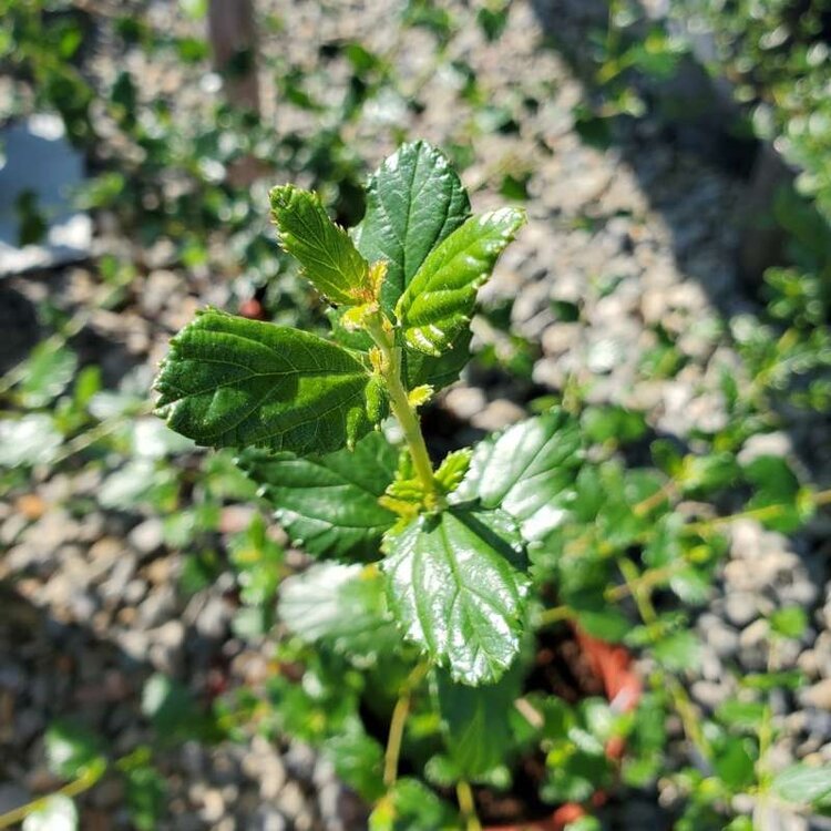 Ceanothus 'Ray Hartman' CalNative