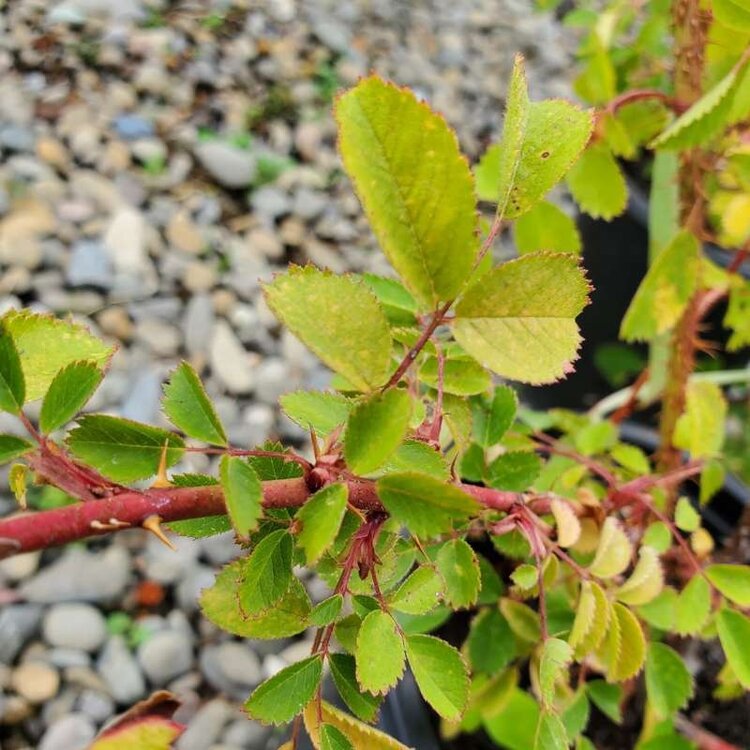 Rosa californica 1 gal CalNative