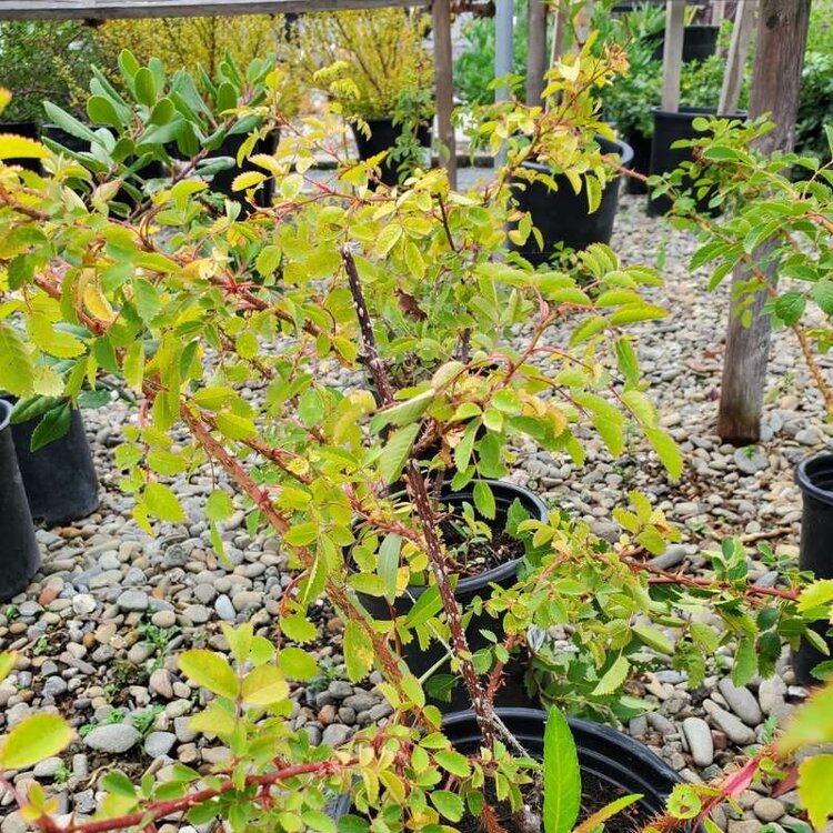 Rosa californica 1 gal CalNative