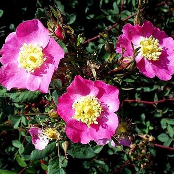 Rosa californica 1 gal CalNative