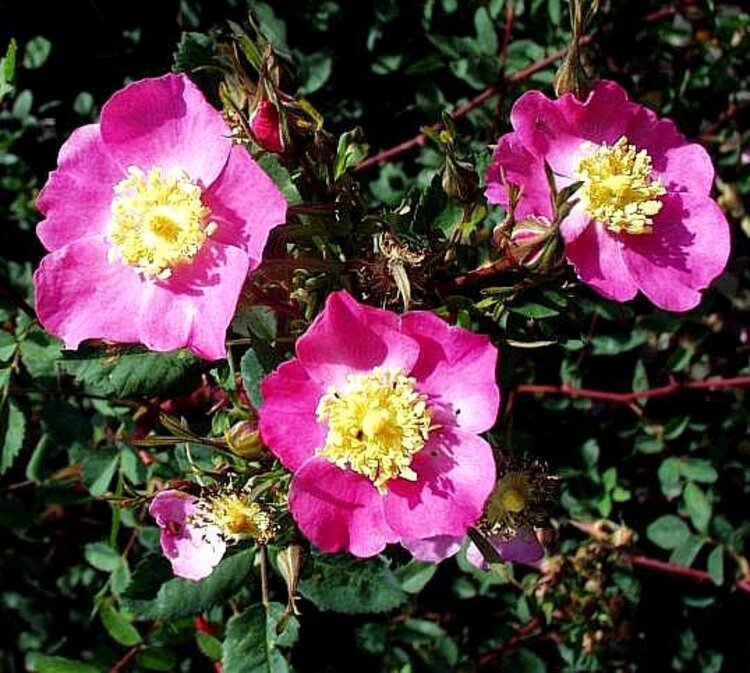 Rosa californica 1 gal CalNative