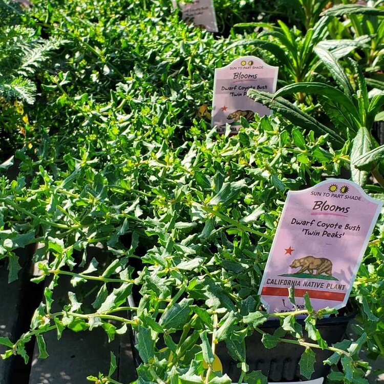 Baccharis pilularis 'Twin Peaks' 4" CalNative