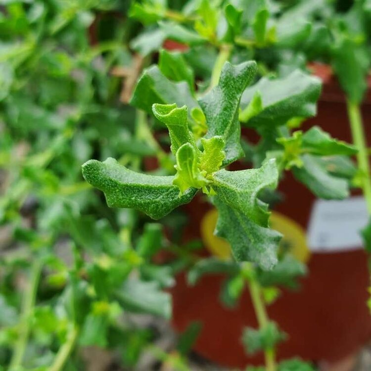 Baccharis pilularis 'Twin Peaks' 4" CalNative