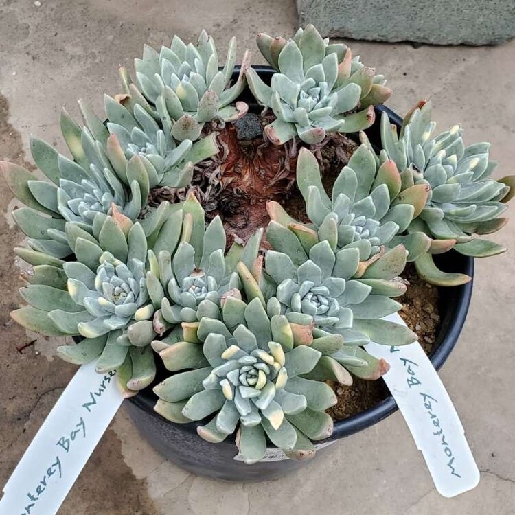Dudleya 'Monterey Bay Nursery Hybrid' CalNative