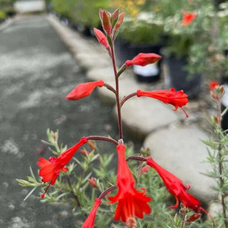 Epilobium californica CalNative 4"