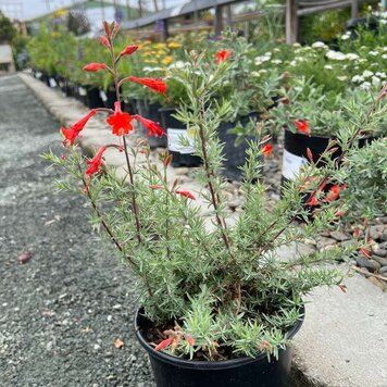 Epilobium californica CalNative 4"