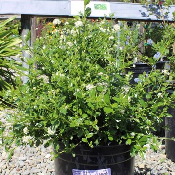 Ceanothus thyrsiflorus 'Snow Flurry' CalNative