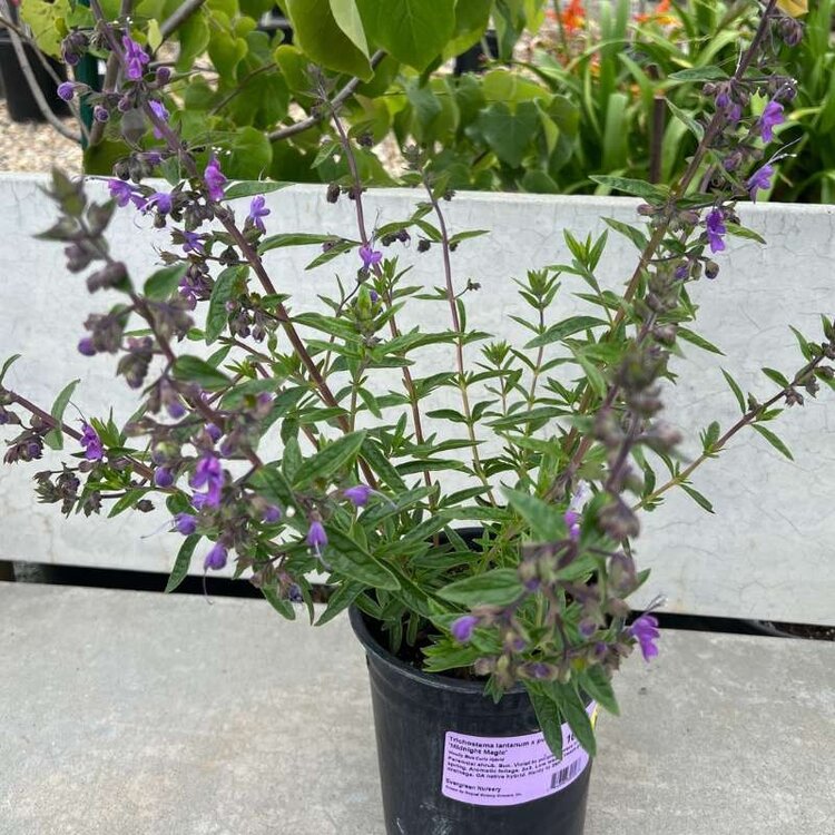 Trichostema 'Midnight Magic' CalNative