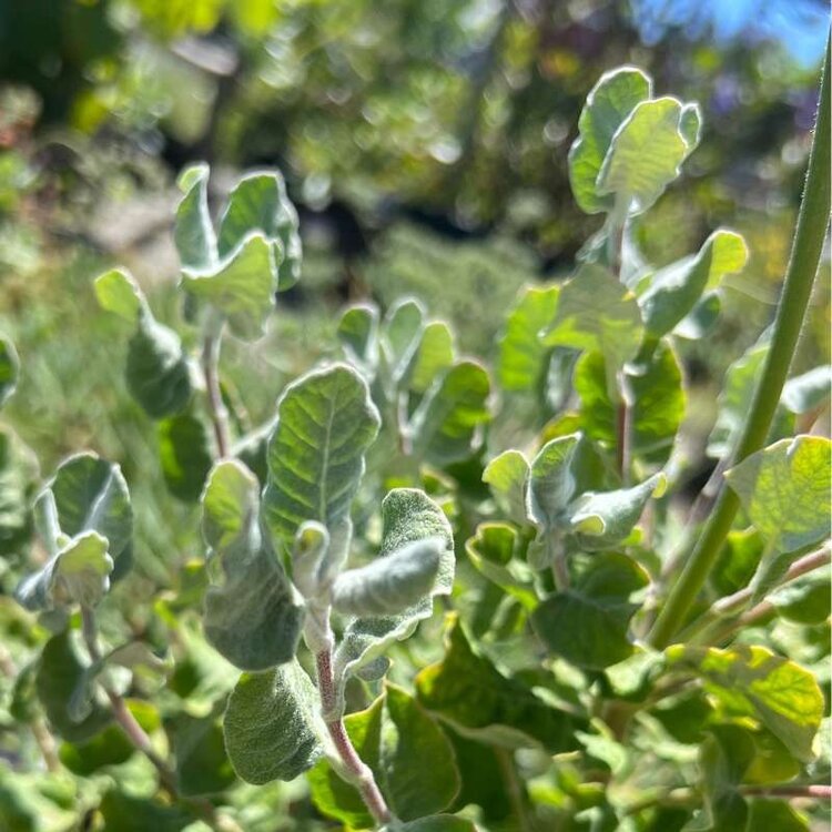 Eriogonum grande var rubescens 1 gal CalNative