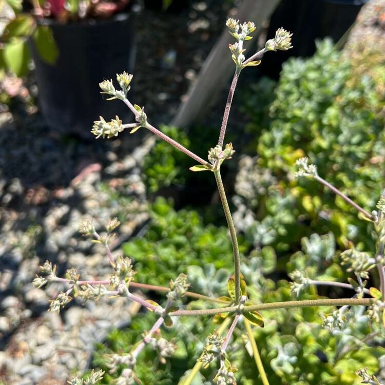 Eriogonum grande var rubescens 1 gal CalNative