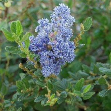 Ceanothus 'Ray Hartman' CalNative